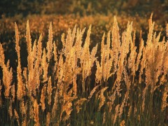 晚霞映芦花