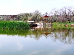 沙枣湾