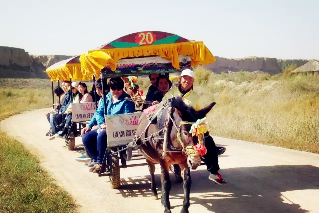 银川旅游水洞沟马车游客